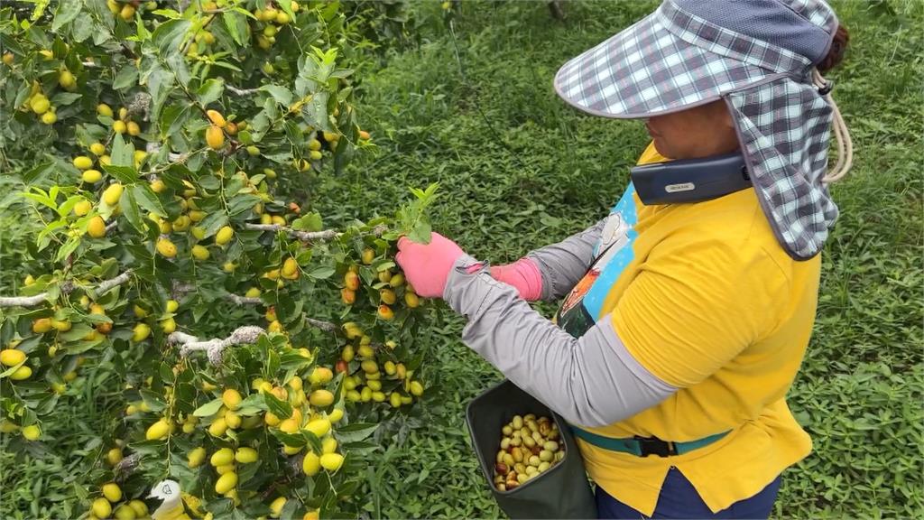 防颱, 紅棗、水梨農全面啟動與天爭時拚搶收