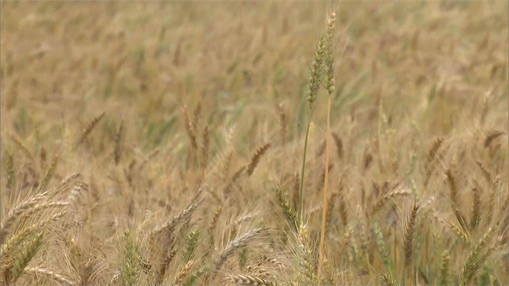 烏俄小麥出口佔全球29%　麵粉奶油成本飆漲