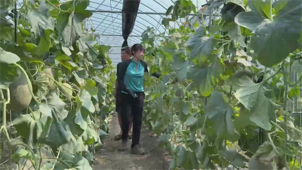 「嘉義極光」卡蜜拉洋香瓜遇寒害　收成延後半個月下週上市