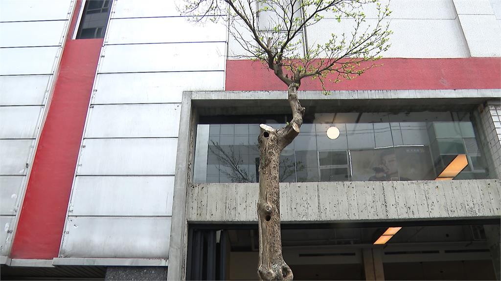 台北信義區酒吧街"五色鳥築巢" 網笑:會不會吵到搬家