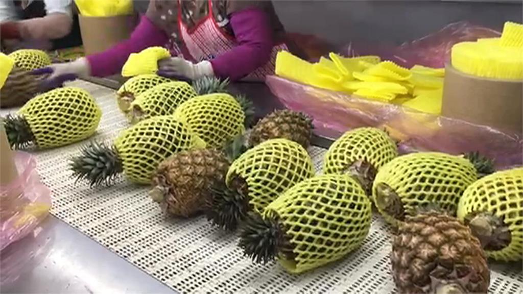 天候影響!5縣市鳳梨採收撞期 量多價跌!農民盼拓展銷路