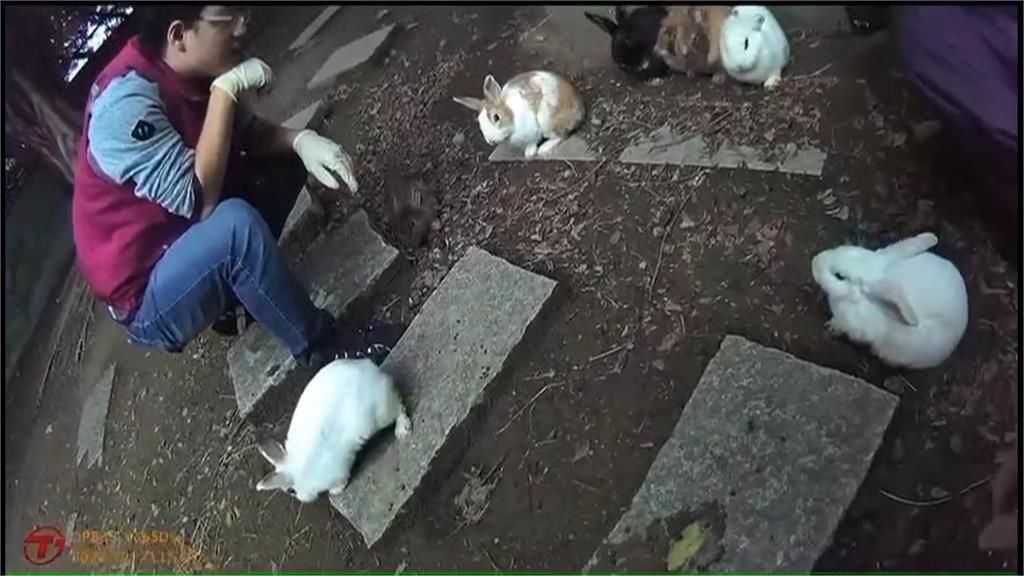 惡劣兔餐廳!非法展演大量病兔死亡 業者:生涯規劃停業