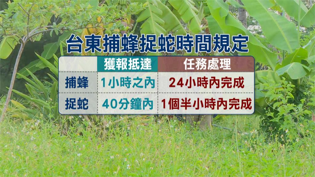 流標2年半!台東捕蜂捉蛇終於找到承攬商 日後要打1999專線求助
