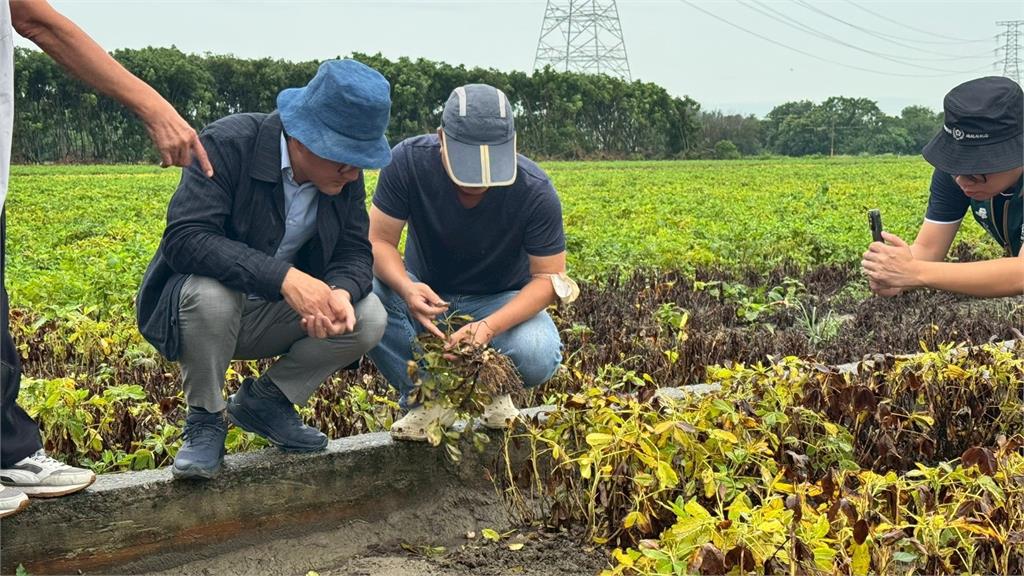 快新聞／劉建國大力爭取！雲林全縣花生災損納入救助　每公頃提高金額曝光