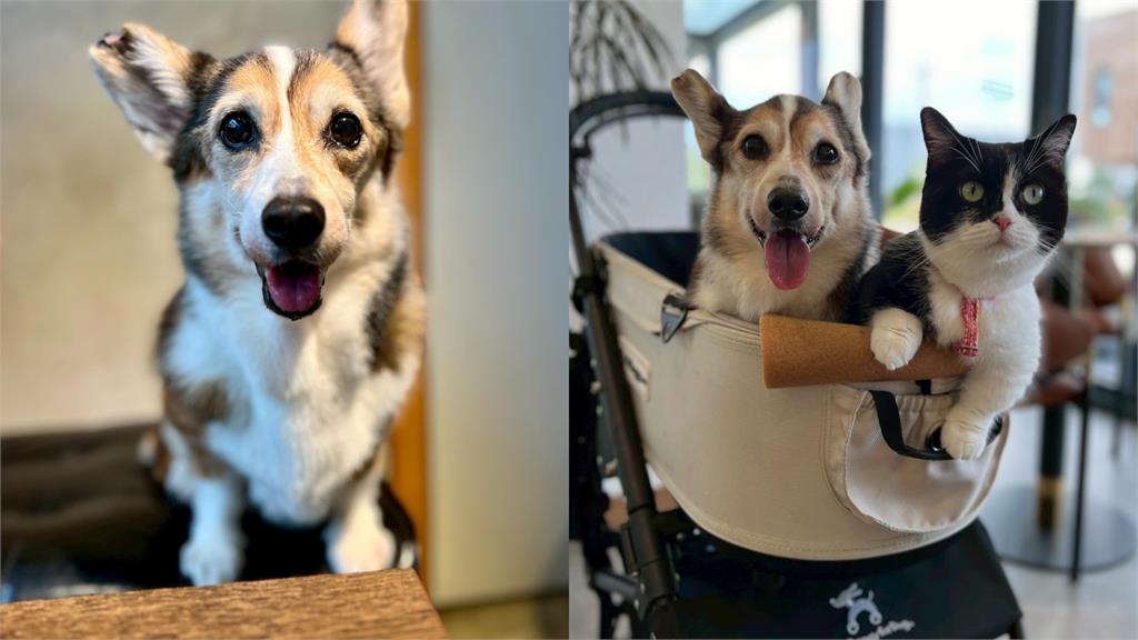 15歲失智柯基遭手搖飲老闆暴打!檢查結果出爐…立委曝「牙醫配偶接續照護」