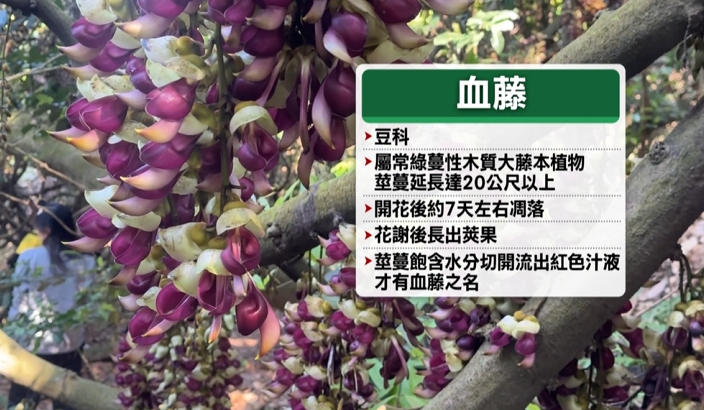 八卦山血藤花盛開中! 宛如紫色風鈴掛樹梢吸民眾目光