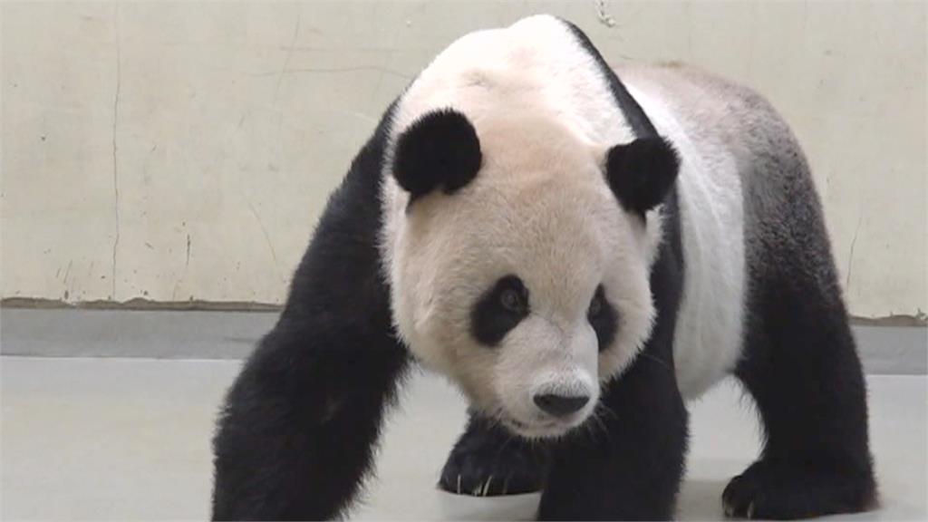 團團驚傳腦部局部壞死出現癲癇　動物園：不排除邀四川專家來台