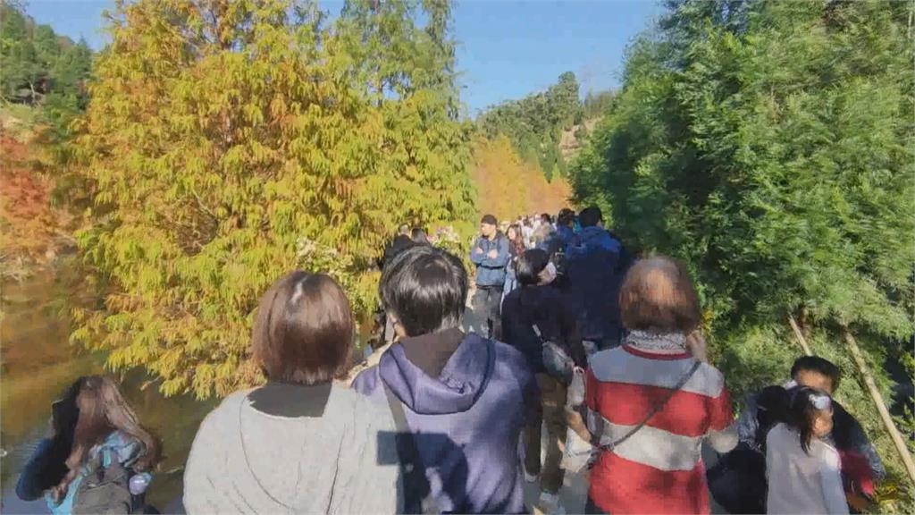 苗栗落羽松祕境遊客多 白牌車違規載客 警加強稽查 最重可罰10萬 吊扣駕照4個月