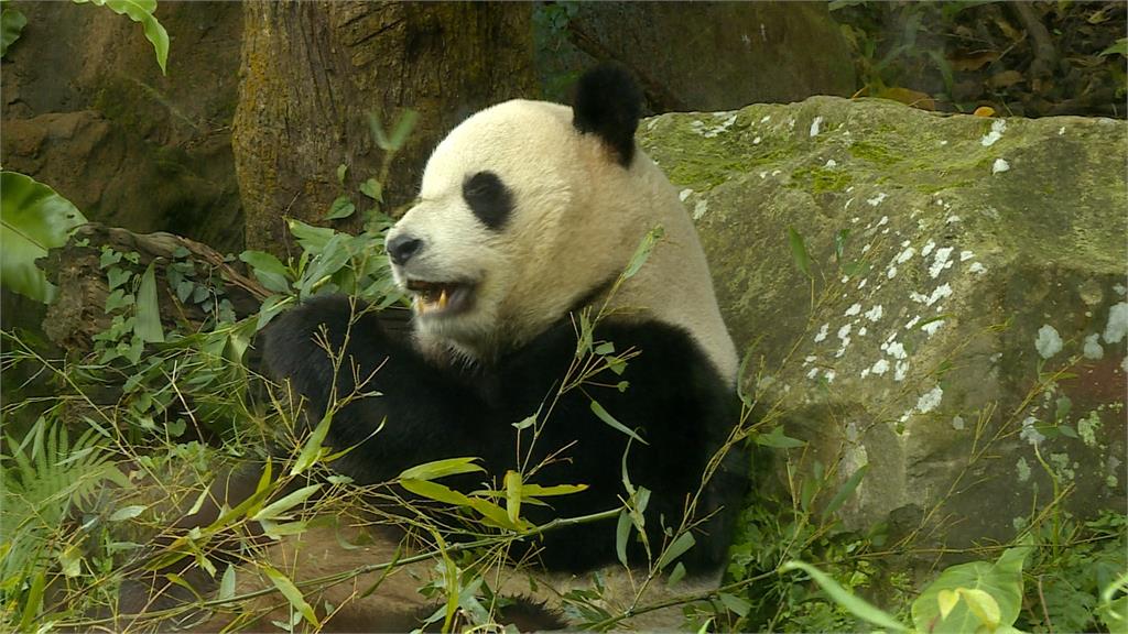 首波寒流到！　人類防寒「添衣」　動物「環境加溫、調飲食」