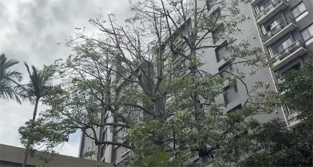 木棉樹棉絮飄散惹民怨 竹市府:已進行果莢打除作業