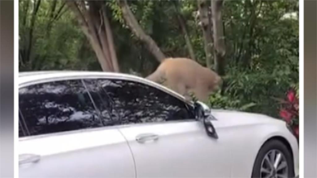 新竹飛鳳山猴子愛照鏡　百萬名車後照鏡慘遭拔走