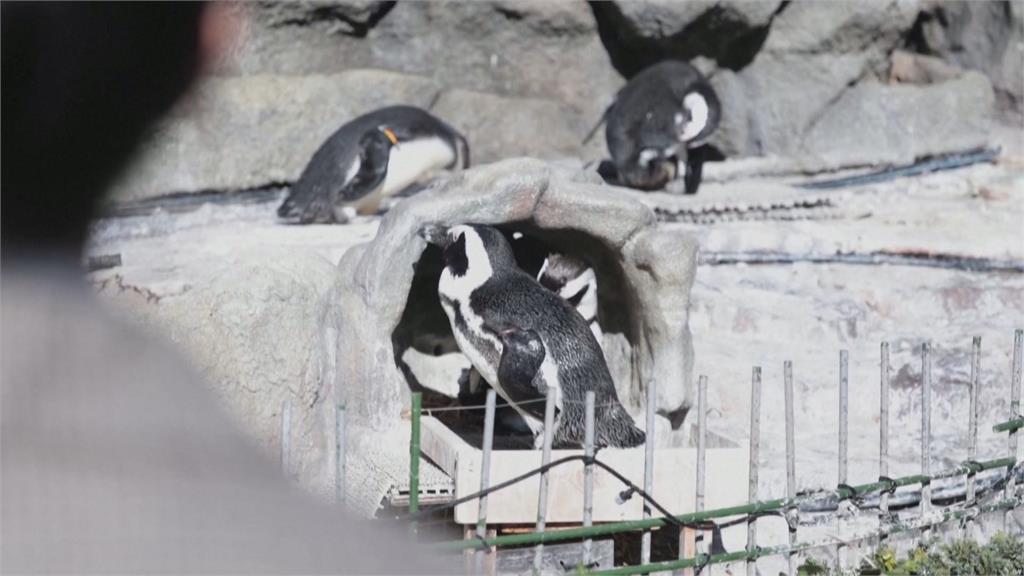 耶誕夜東京水族館表演秀 耶誕老人與非洲企鵝共游