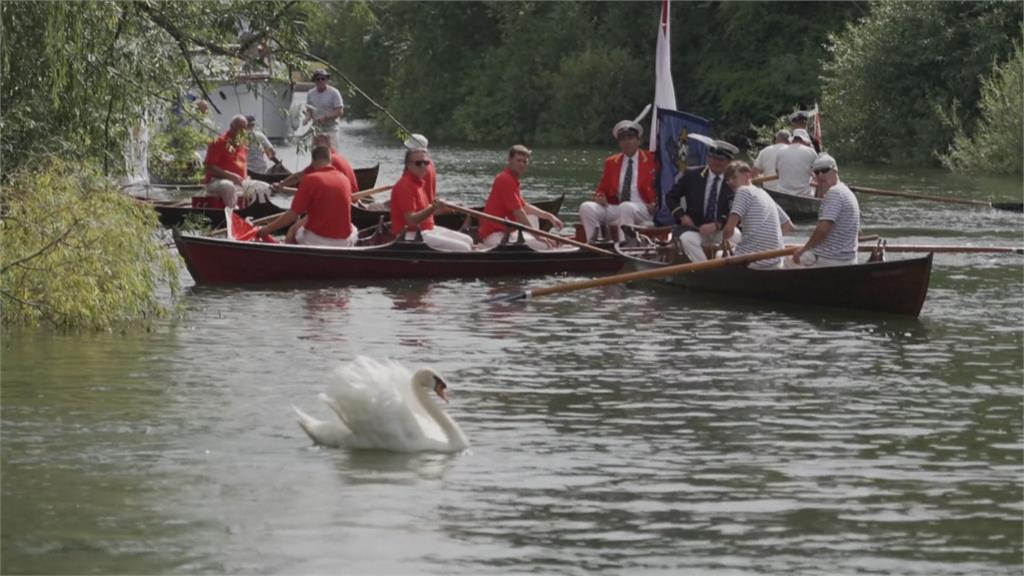 英國年度鵝口普查! 泰晤士河沿岸清點天鵝