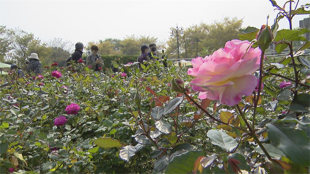 艷陽下玫瑰花耀眼綻放　民眾紛紛拍照、打卡