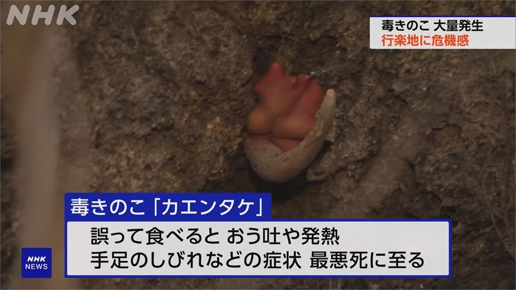 日本秋季松茸豐收30倍　「毒菇增加」頻傳誤食中毒
