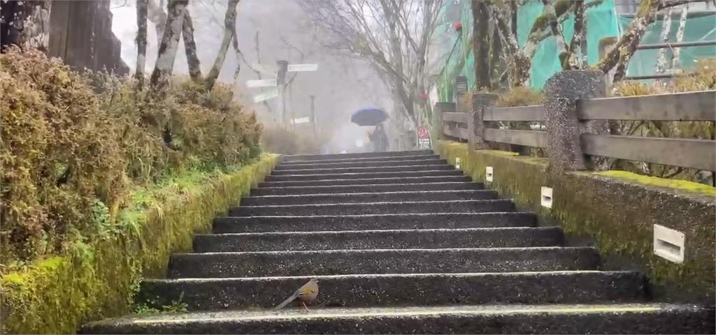 太平山「霧淞美景」造銀白仙境!下探0度滿「這2條件」有望飄浪漫白雪