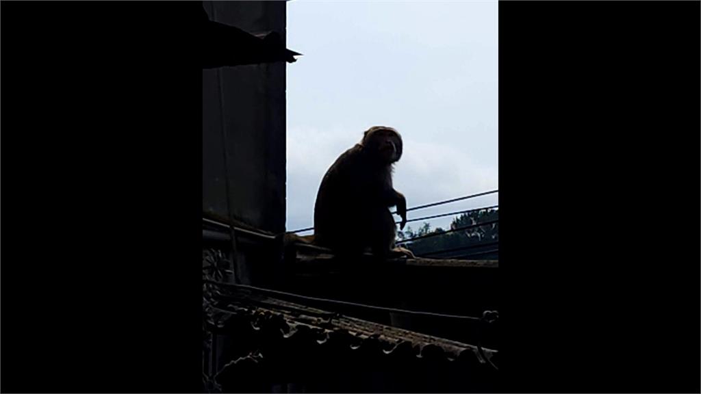 防狒狒之亂 中和圓通路獼猴出沒 里長:找動保處處理