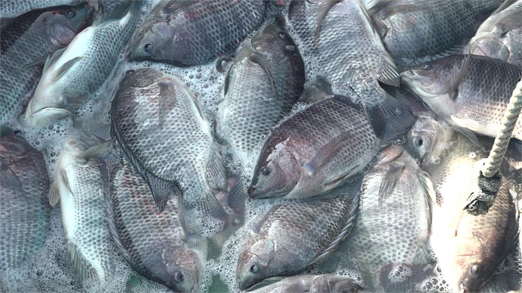 民視異言堂(影)／關稅利多定心丸   台灣鯛競爭力超車中、巴、越