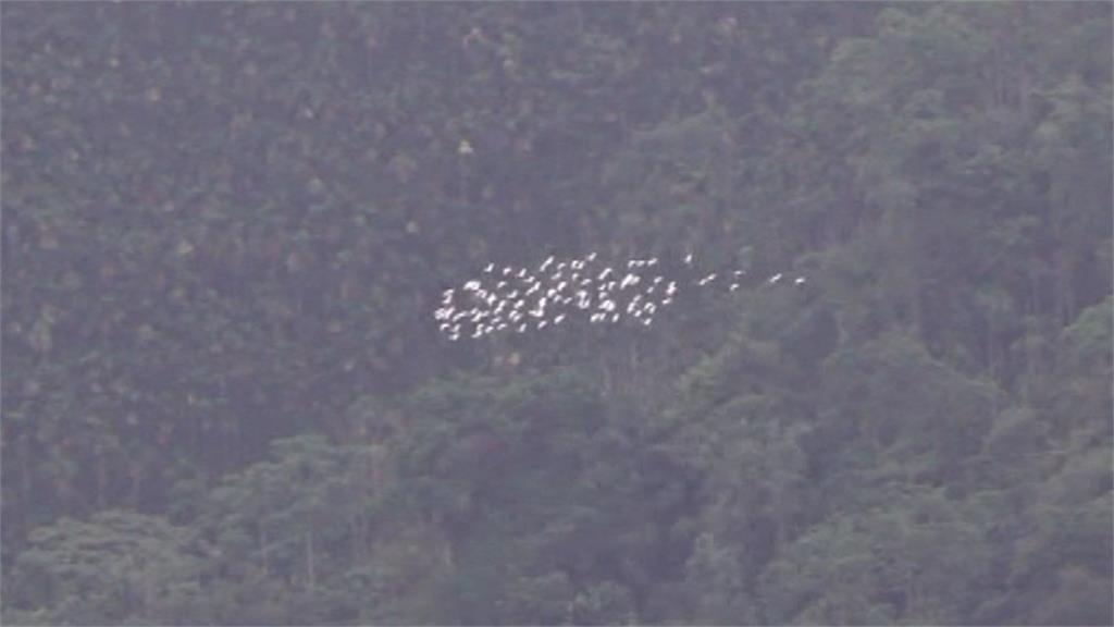 雲林古坑黃頭鷺群飛遷徙　2小時14群變化隊形如「白龍過境」