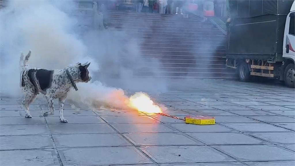 優質敬業陣頭這裡找! 車城福安宮「醒狗團」網路爆紅