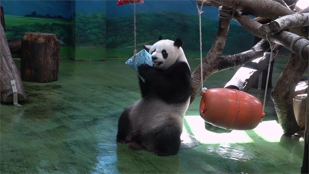 端午節「立蛋」正夯 蕭美琴立起三顆蛋 北市動物園湧人潮