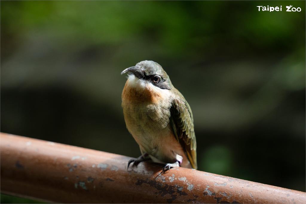 快新聞／「菜鳥」穿山甲館報到！　北市動物園放飛3隻栗喉蜂虎