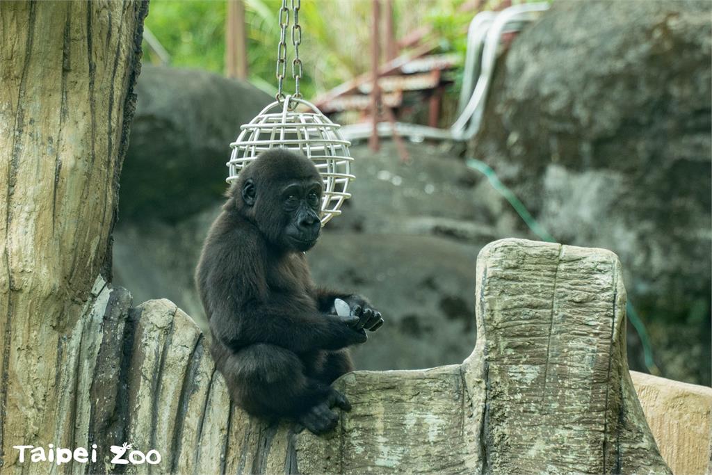 快新聞／動物自有消暑妙招！大猩猩躲陰影處大啖冰品　超萌畫面曝