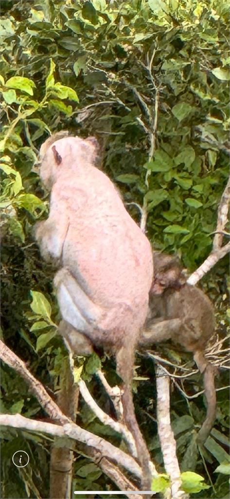 台東泰源出現光禿白猴! 旅客擔憂傳染病