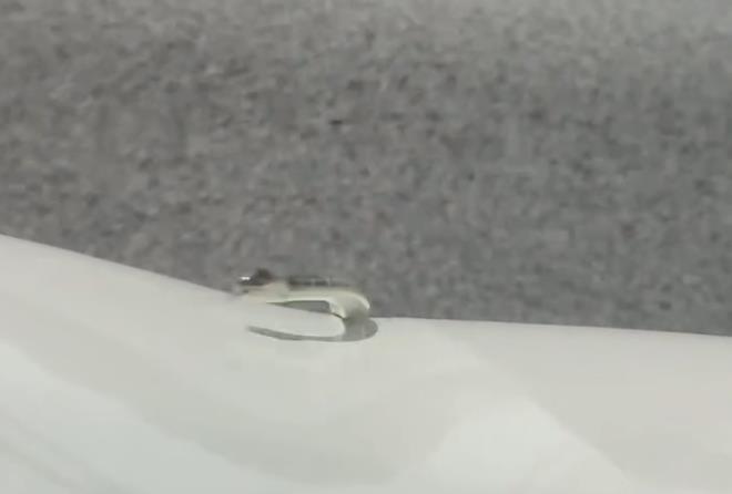 高速公路開到一半驚見「活體雨刷」 蛇風中狂甩網笑喊:能感受到他的絕望