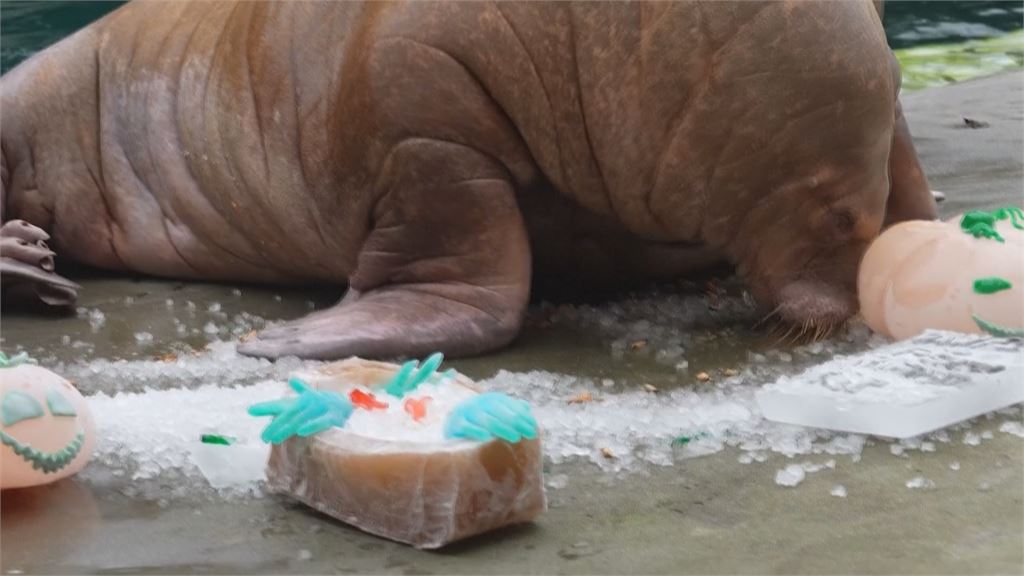 比利時動物園歡慶萬聖節　超應景！動物大啖南瓜點心