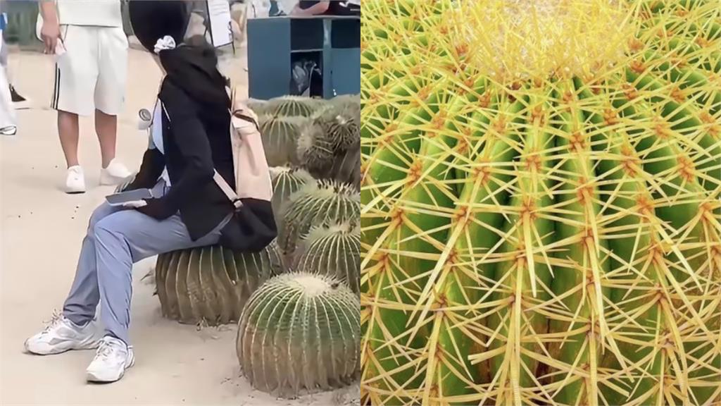 植物園多肉區驚見「金屬翹臀」？網一看笑翻：無情工商多肉植物