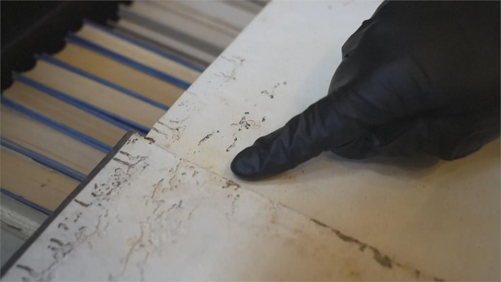 全球暖化甲蟲爆大量　百年圖書館藏書被咬爛