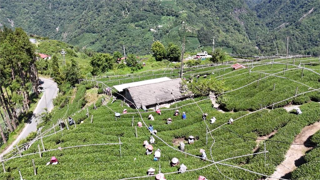 台中梨山百年茶廠二代接班　２３歲茶農運用AI、鑽研電商