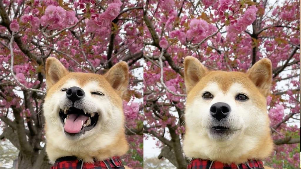 日本網美級柴犬看到鏡頭「秒微笑+眨眼」!電暈百萬網友:比櫻花還美