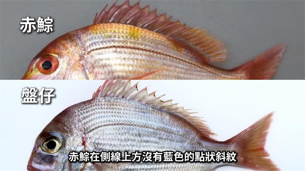 價差數倍買了變盤子！市場「買赤鯮變盤仔魚」　他揭挑魚關鍵看這點分辨