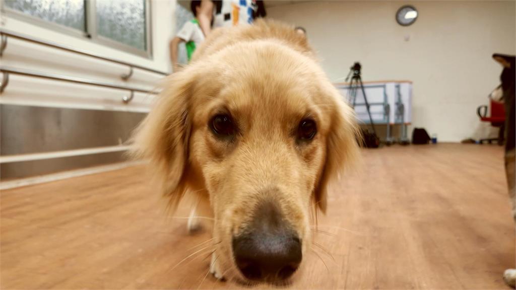 異言堂／毛小孩的處方箋！動物輔助治療成效佳