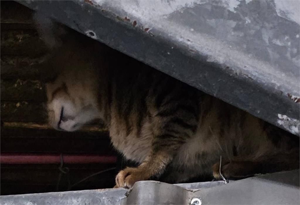 13隻貓疑遭虐待慘死！北市28歲女拎「兩袋貓屍」被抓包⋯屍臭屋現場曝光