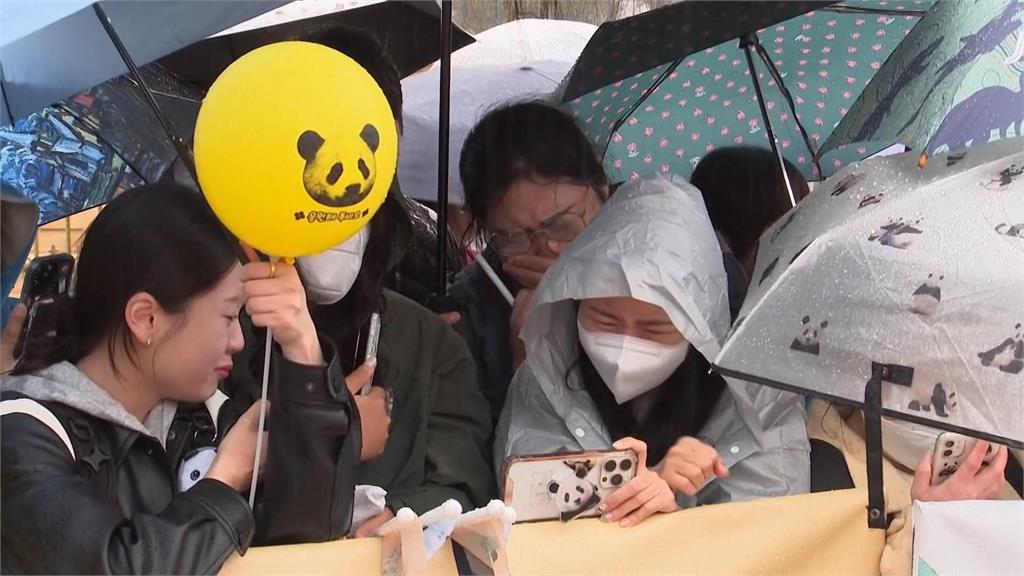 南韓貓熊「福寶」包機返中　6千粉絲冒雨含淚送別