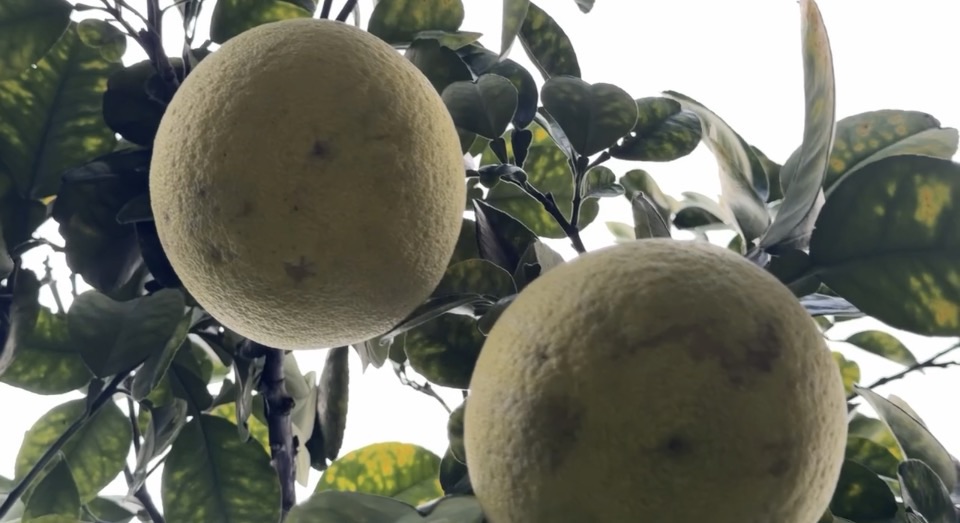 颱風逼近憂再重創！　台南柚農趁雨勢暫歇忙採收文旦