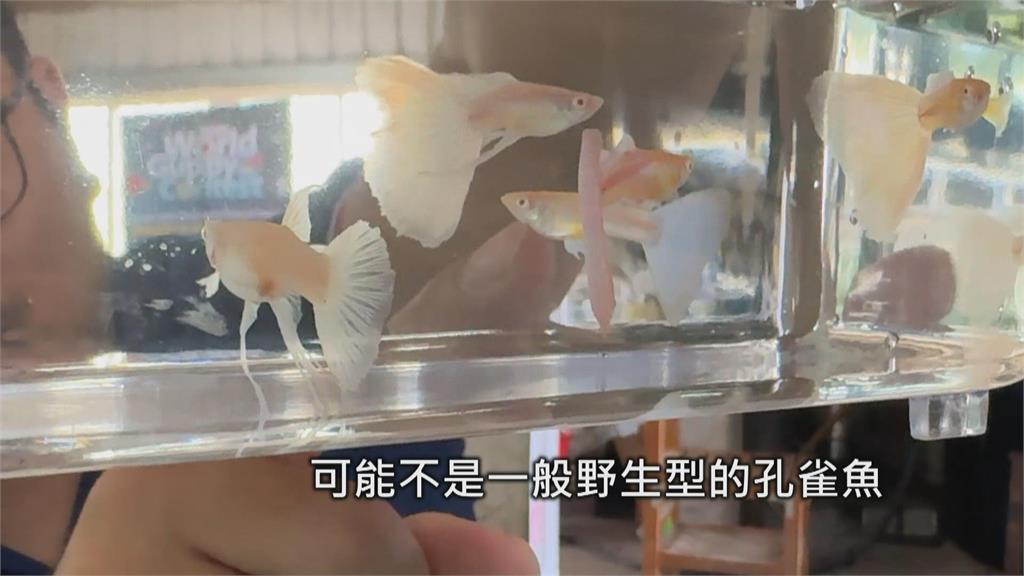 屏東孔雀魚超夯! 產值占全台7成 人工改良魚尾特徵