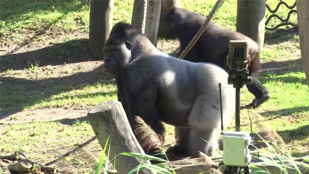 AI保護瀕危大猩猩！　德國動物園「這一招」超神