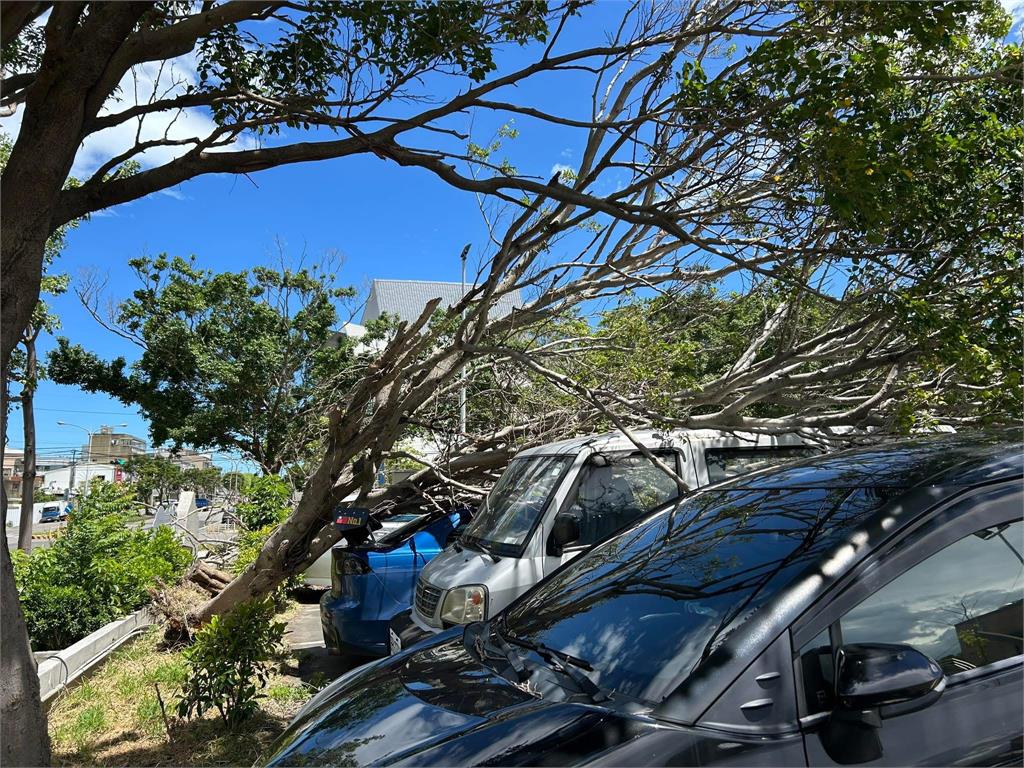 快新聞／楊柳颱風來襲！　苗栗停車場瞬間變「災區」樹倒5輛車遭殃