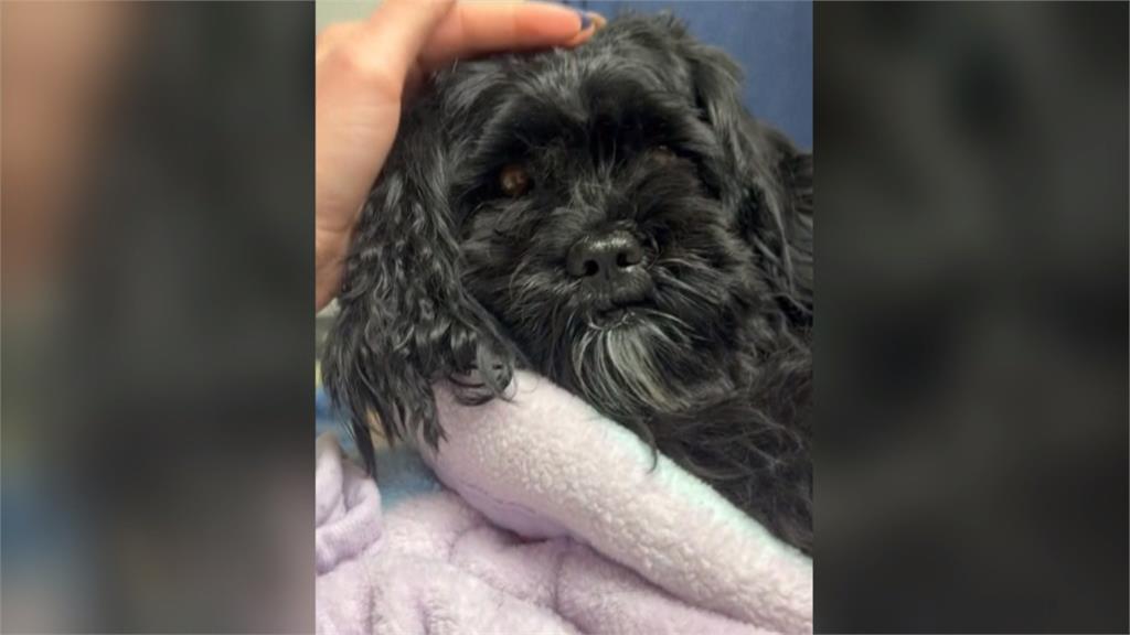 狗狗困高架火車月台　美國費城收容所救援