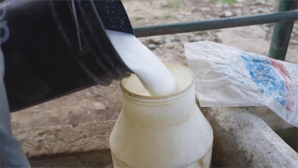 委瑞內拉鬧汽油荒　奶製品運不出去重創酪農生計