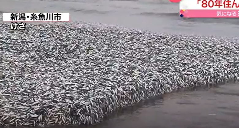 世界異相！巨量沙丁魚屍體遍部沙灘...當地居民嚇壞：80年首見