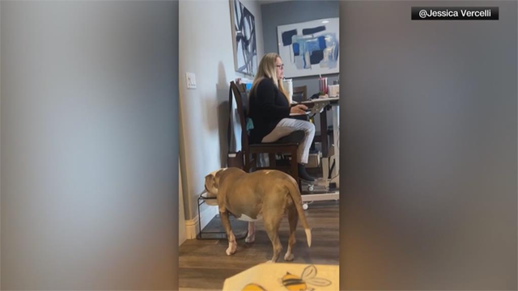 喝水成名！美國女子視訊會議中途　愛犬在旁喝水「咕嚕聲」引熱議