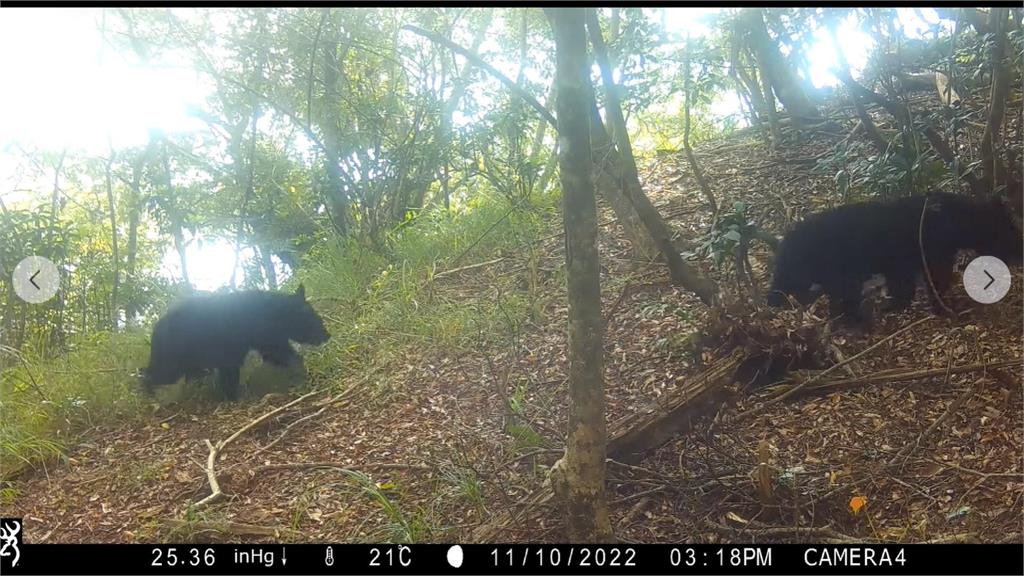 「台灣黑熊」現蹤六龜山區　紅外線相機全都錄　蜂農通報獲3000元獎金