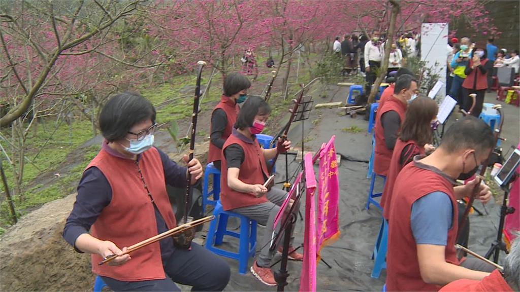 半天岩百株八重櫻盛開　花海下品茗賞樂愜意