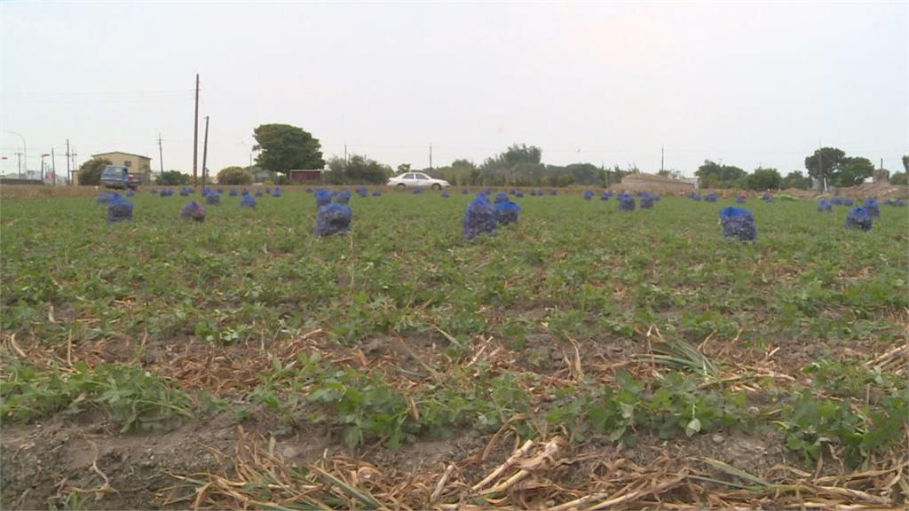 台男與失聯移工「跨國偷蒜集團」　閃電採收！住處查獲3公噸蒜頭