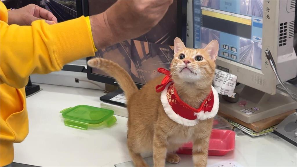 蜜柑站長回娘家! 上演超萌換裝秀 值班台擠滿粉絲